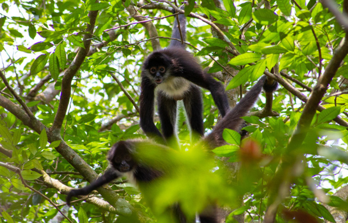 Microsoft signs Mexican rainforest carbon credit agreement