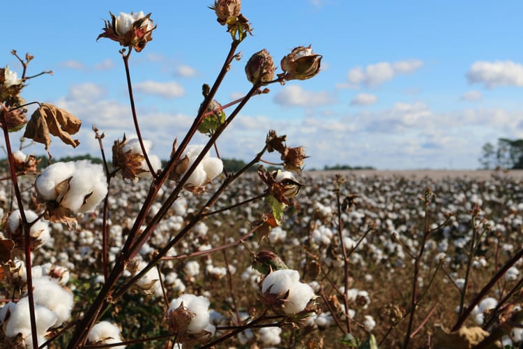 Investigation links H&M, Zara's 'Better Cotton' to Brazilian deforestation