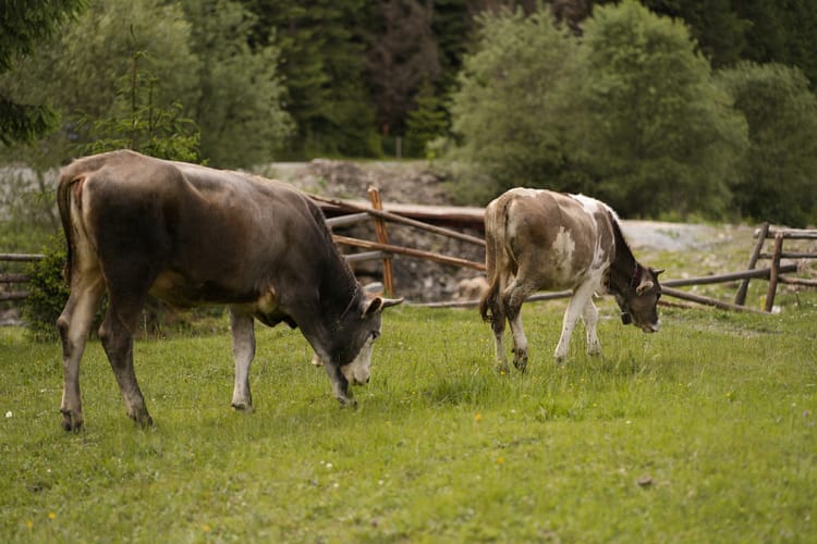 Cows grazing in a fiel