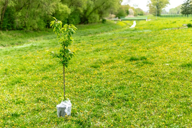 SBTi releases ‘mixed findings’ on carbon credit effectiveness in climate targets