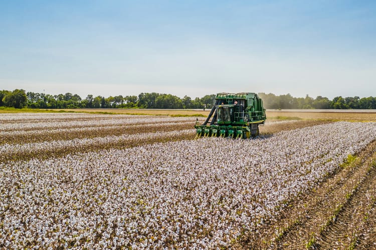 Better Cotton opens consultation on updated standards amid growing complaints