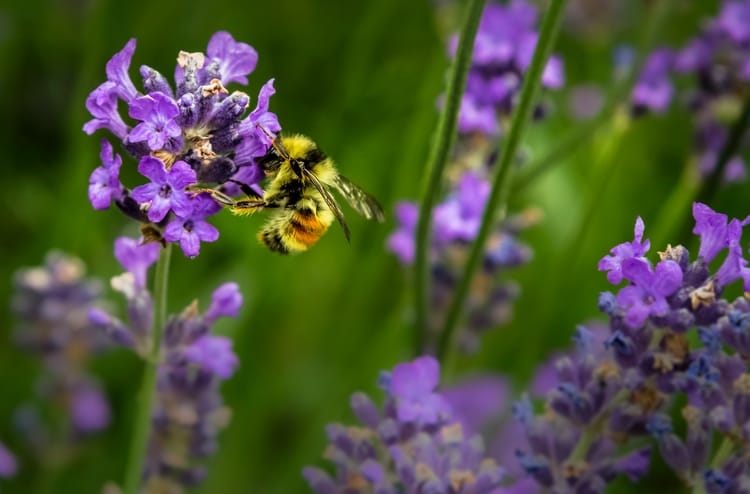 Mizuho Bank inks US$20mn deal with nature advisory firm Pollination