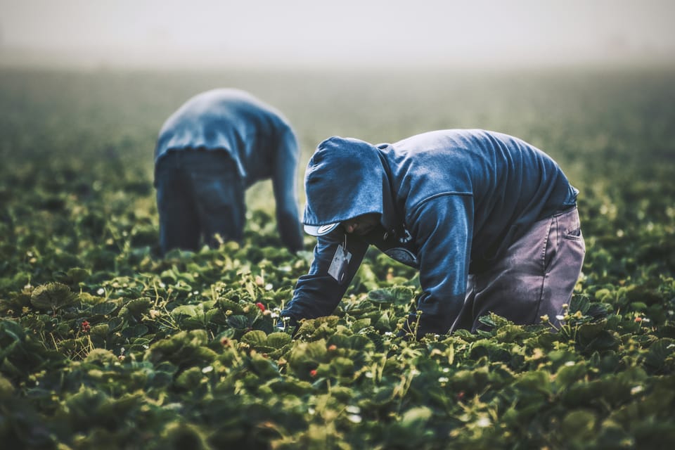 Strawberry pickers in Californa