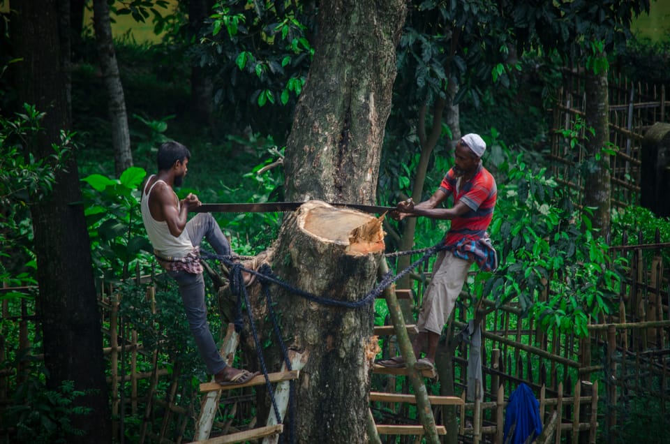 EU proposes deforestation law delay despite corporate opposition