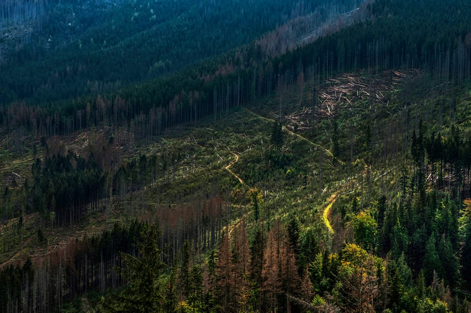 EU Parliament postpones Deforestation Regulation despite corporate calls to maintain it